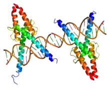 MyoD1 (MYF3)