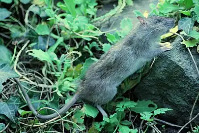 Rattus norvegicus