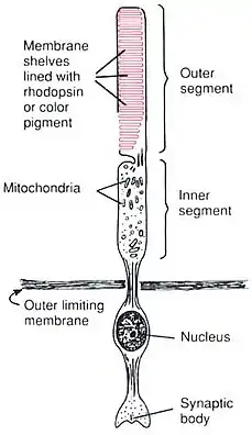 Anatomy of a Rod CellHuman Physiology and Mechanisms of Disease by Arthur C. Guyton (1992) .mw-parser-output cite.citation{font-style:inherit;word-wrap:break-word}.mw-parser-output .citation q{quotes:"\"""\"""'""'"}.mw-parser-output .citation:target{background-color:rgba(0,127,255,0.133)}.mw-parser-output .id-lock-free a,.mw-parser-output .citation .cs1-lock-free a{background:linear-gradient(transparent,transparent),url("//upload.wikimedia.org/wikipedia/commons/6/65/Lock-green.svg")right 0.1em center/9px no-repeat}.mw-parser-output .id-lock-limited a,.mw-parser-output .id-lock-registration a,.mw-parser-output .citation .cs1-lock-limited a,.mw-parser-output .citation .cs1-lock-registration a{background:linear-gradient(transparent,transparent),url("//upload.wikimedia.org/wikipedia/commons/d/d6/Lock-gray-alt-2.svg")right 0.1em center/9px no-repeat}.mw-parser-output .id-lock-subscription a,.mw-parser-output .citation .cs1-lock-subscription a{background:linear-gradient(transparent,transparent),url("//upload.wikimedia.org/wikipedia/commons/a/aa/Lock-red-alt-2.svg")right 0.1em center/9px no-repeat}.mw-parser-output .cs1-ws-icon a{background:linear-gradient(transparent,transparent),url("//upload.wikimedia.org/wikipedia/commons/4/4c/Wikisource-logo.svg")right 0.1em center/12px no-repeat}.mw-parser-output .cs1-code{color:inherit;background:inherit;border:none;padding:inherit}.mw-parser-output .cs1-hidden-error{display:none;color:#d33}.mw-parser-output .cs1-visible-error{color:#d33}.mw-parser-output .cs1-maint{display:none;color:#3a3;margin-left:0.3em}.mw-parser-output .cs1-format{font-size:95%}.mw-parser-output .cs1-kern-left{padding-left:0.2em}.mw-parser-output .cs1-kern-right{padding-right:0.2em}.mw-parser-output .citation .mw-selflink{font-weight:inherit}ISBN 0-7216-3299-8 p. 373