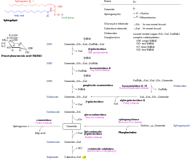 Sphingolipidoses