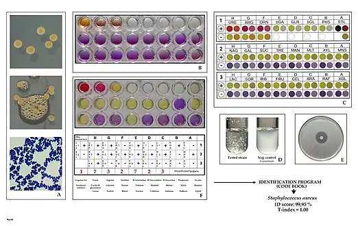 Key characteristics of Staphylococcus aureus