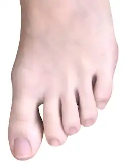 Human toes and nails