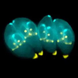 Dividing T. gondii parasites