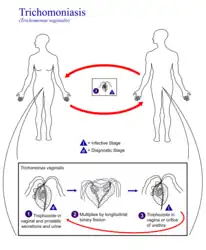 Lifecycle of Trichomonas