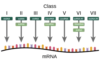 A diagram showing how the Baltimore Classification is based on a virus's DNA or RNA and method of mRNA synthesis