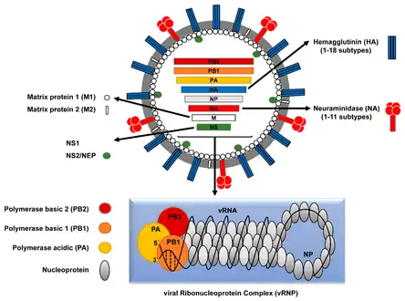 Influenza A virus structure