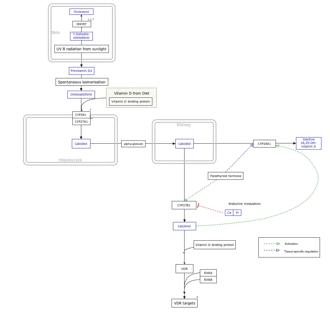 VitaminDSynthesis_WP1531