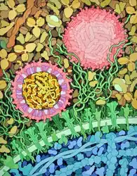 Cross-section of Zika virus, showing the viral envelope composed of envelope proteins (red) and membrane proteins (purple) embedded in the lipid membrane (white): The capsid proteins (orange) are shown interacting with the RNA genome (yellow) at the center of the virus.