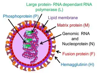 Measles morbillivirus virion structure