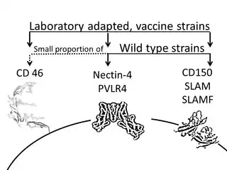 Measles morbillivirus cell entry receptors.