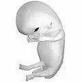 Fetus at 8 weeks after fertilization. (Gestational age of 10 weeks.)