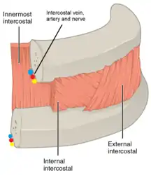 Part of the thorax with skin and muscle cut away to show the location of the intercostal vein, artery, and nerve