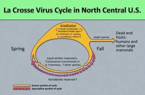 Diagram by which La Crosse encephalitis virus  reproduces and amplifies itself in the avian populations, and is subsequently transmitted to dead end hosts including humans and other larger mammals