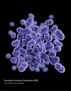 This illustration depicts a three-dimensional (3D) computer-generated image of a cluster of paired, or diplococcal, vancomycin-resistant Enterococcus (VRE) bacteria. The artistic recreation was based upon scanning electron microscopic (SEM) imagery.