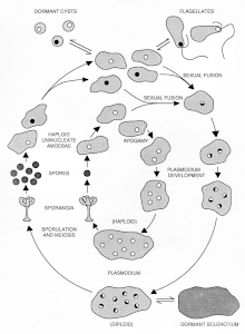 The life cycle of Physarum polycephalum. The outer circuit illustrates the natural cycle alternating between the haploid amoebal stage and diploid plasmodial stage. The inner circuit illustrates the fully haploid "apogamic" life cycle. Both cycles exhibit all developmental stages.