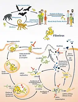 Replication cycle of filoviruses and vectors