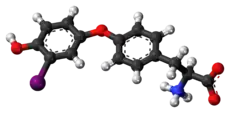 Ball-and-stick model of the 3′-monoiodothyronine molecule as a zwitterion