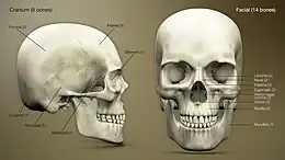 3D Medical Animation still shot of Human Skull