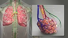 A 3D Medical illustration showing different terminating ends of Bronchial airways connected to alveoili, lung parenchyma & lymphatic vessels.