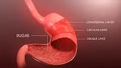 3D Medical Animation still shot of Muscular layers of stomach