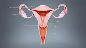 Different regions of Uterus displayed & labelled using a 3D medical animation still shot