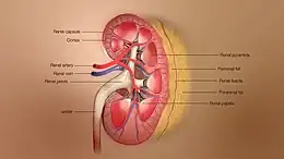 Different layers of kidney depicted in a 3D Medical Illustration