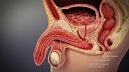 Male accessory gland presented in a 3D medical animation still shot