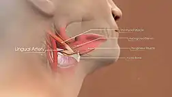 3D Medical Animation still shot of structure of Lingual Artery