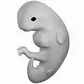 Embryo at 4 weeks after fertilization. (Gestational age of 6 weeks.)