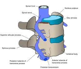 diagram of vertebrae and spinal nerves