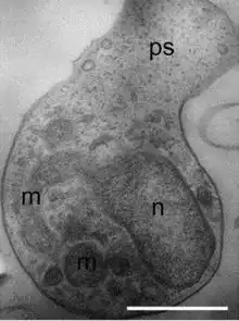 Amoeboid zoospore of Amoeboaphelidium protococcarum. ps = pseudopodium, m = mitochondrium, n = nucleus. Scale bar: 1 μm.