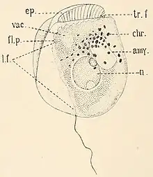 Lateral view of "Amphidinium sulcatum". amy., amyloid body; chr., chromatophore; ep., anterior part of cell in front of transverse furrow; fl.p., flagellar pore; l.f., longitudinal furrow; n., cell nucleus; tr.f., transverse furrow (with flagellum); vac., vacuole.