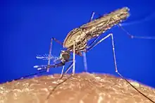 Anopheles mosquito, the carrier of Plasmodium falciparum
