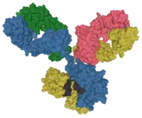 Surface model of an antibody at the molecular level