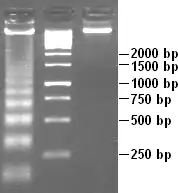 White DNA bands against a  dark grey background, resembling the rungs of a ladder