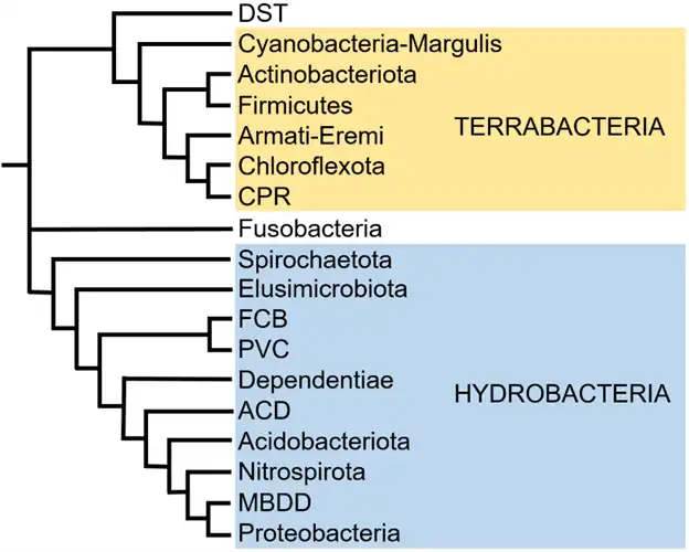 A phylogeny of bacterial phyla and superphyla according to Coleman et al. (2021). Hydrobacteria was referred to as "Gracilicutes" in that study.