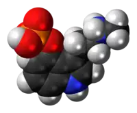 Space-filling model of the baeocystin molecule as a zwitterion