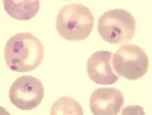 Blood forms of the rodent malaria parasite "Plasmodium berghei"
