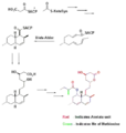 Biosynthesis using Diels-Alder catalyzed cyclization