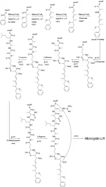 The biosynthesis of microcystin-LR by Microcystis aeruginosa.
