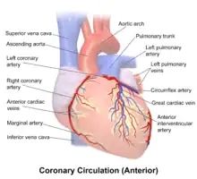 The coronary circulation