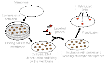 Hybridization is applied to the nucleic acid released from microbial colonies and labelled with a probe for detection by methods such as ultraviolet light or autoradiography. This is great for screening clones.