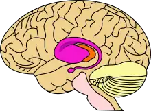 Diagram of a sideview of the brain and part of spinal cord, the front of the brain is to the left, in the centre are orange and purple masses about a quarter of the size of the whole brain, the purple mass largely overlaps the orange and has an arm that starts at its leftmost region and forms a spiral a little way out tapering off and ending in a nodule directly below the main mass