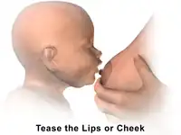 Breastfeeding – Tease lips or cheek.