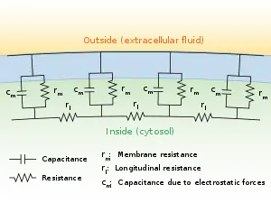A diagram showing the resistance and capacitance across the cell membrane of an axon. The cell membrane is divided into adjacent regions, each having its own resistance and capacitance between the cytosol and extracellular fluid across the membrane. Each of these regions is in turn connected by an intracellular circuit with a resistance.