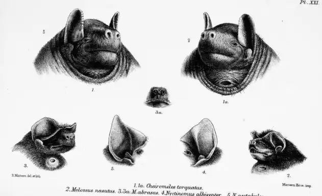 Example of a gular gland in a male black bonneted batDobson, G. E. (1878). Catalogue of the Chiroptera in the collection of the British Museum. Order of the Trustees.