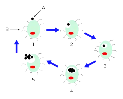 Life cycle of Chlamydia pneumoniae. A — Chlamydia elementary body. B — Lung cell. 2 — Chlamydia enters the cell. 3—Elementary body becomes a reticulate body. 4 — Replication. 5 — Reticulate bodies become elementary bodies and are released to infect other cells.[citation needed]