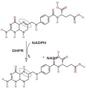 Reaction catalyzed by DHFR.