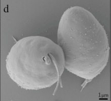 Scanning electron micrograph of "Diplonema papillatum"