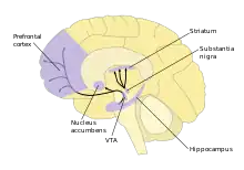 Diagram illustrating dopamine pathways, and brain areas involved.